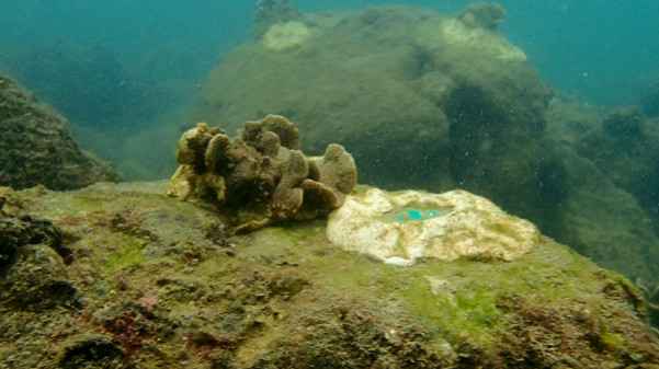 跟深圳大鹏珊瑚保育志愿者夜潜海底:蹲守4天首次拍到珊瑚排卵