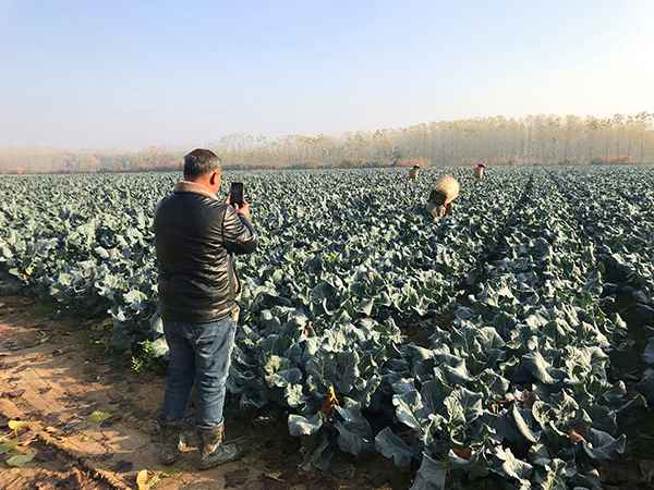 2019年12月中旬,陈柏林拍摄自己的西兰花地。 澎湃新闻记者 沈文迪摄 “疯狂的萝卜”后续:一个武汉菜农再次从心酸到心宽